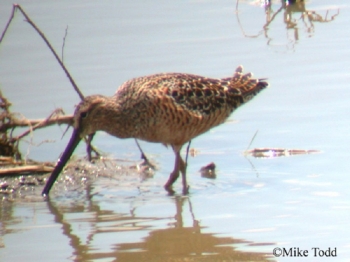 Long Billed Dowitcher. Photo Credit: Mike Todd.