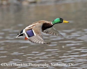 Mallard Anas platyrhynchos, Adult male. Photo Credit: Dave Hawkins