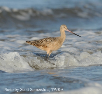 Marbled Godwit Photo Credit: Scott Somershoe, TWRA