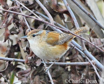 Marsh Wren in brush. Photo Credit Charles Dean.