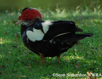 Muscovy Duck, Adult. Photo Credit: Scott Somershoe.