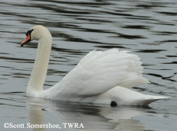 Mute Swan Cygnus olor, Adult. Photo Credit: Scott Somershoe