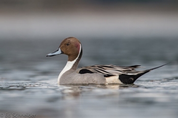 Northern Pintail, Adult Male, Photo Credit: Ed Schneider. See page text for details on Pintail.