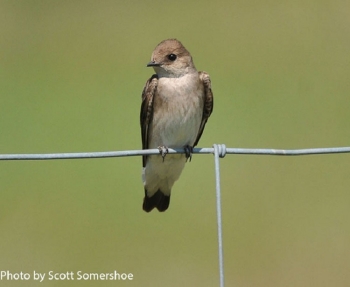 Northern Rough-winged Swallow
