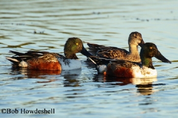 Northern Shoveler Anas clypeata, Adult group, Photo Credit: Bob Howdeshell