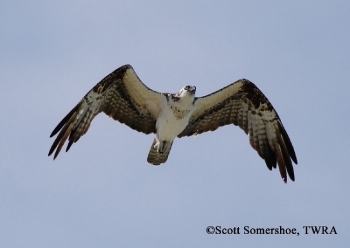 Osprey, in flight. Photo Credit: Scott Somershoe. See page text for Osprey desctiption.