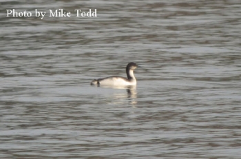 Pacific Loon. Photo Credit Mike Todd