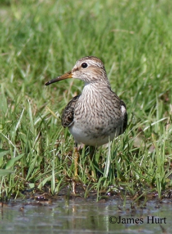 One Pectoral Sandpiper in shallow water. Photo Credit James Hurt.