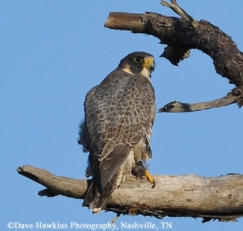 Peregrine Falcon on light pole