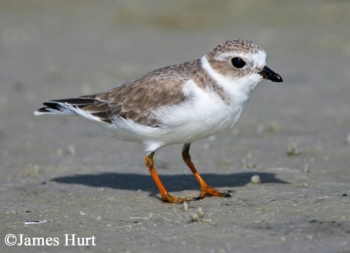 Piping Plover, Charadrius melodius, Adult. Photo Credit: James Hurt