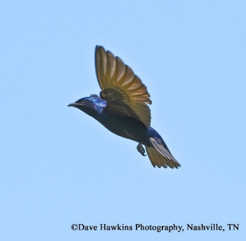 Purple Martin in flight. Photo Credit: Dave Hawkins.