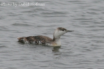 Red-throated Loon, Gavia stellate, Typical winter plumage. Photo Credit: Bill Bouton