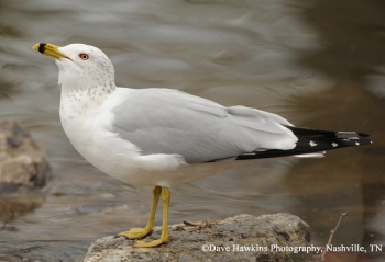 Ring Billed Gull. Photo Credit: Dave Hawkins.