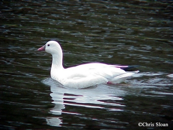 Ross's Goose on water. Photo Credit: Chris Sloan.