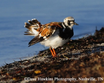 Ruddy Turnstone Breeding adult on shore. Photo Credit: Dave Hawkins.