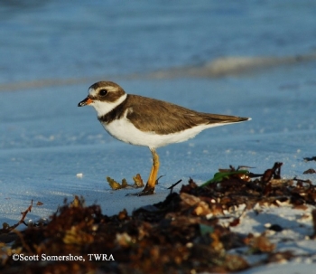 Semipalmated Plover, Charadrius semipalmatus, Fall Adult. Photo Credit: Scott Somershoe
