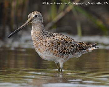 Short Billed Dowitcher in shallow water. Photo Credit: Dave Hawkins.