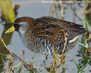 Sora, Porzana carolina. Photo Credit: Dave Hawkins