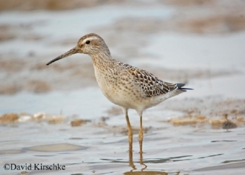 Silt Sandpiper in shallow water. Photo Credit: David Kinschke.