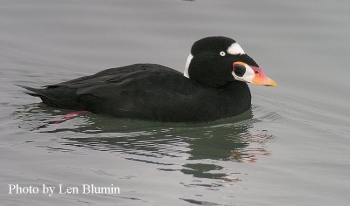 Surf Scoter Melanitta perspicillata, Adult Male, Photo Credit: Lynn Blumin