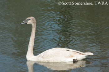 Trumpeter Swan. Photo Credit: Scott Somershoe.