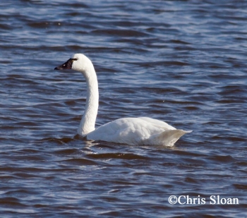 Tundra Swan. Photo Credit Chris Sloan.