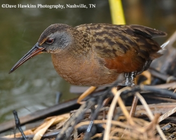 Virginia Rail Rallus limicola, Adult. Photo Credit: Dave Hawkins