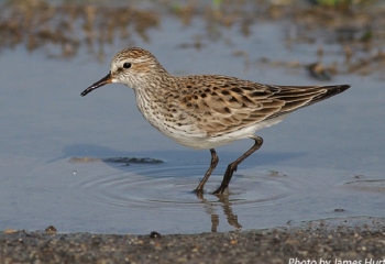 White Rumped Sandpiper in water. Photo Credit: James Hurt.