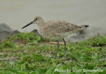 Willet on shore, breeding plumage. Photo Credit: Scott Somershoe
