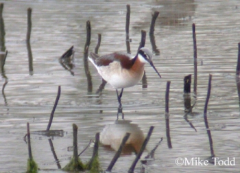 Wilsons Phalarope in shallow water. Photo Credit Mike Todd.