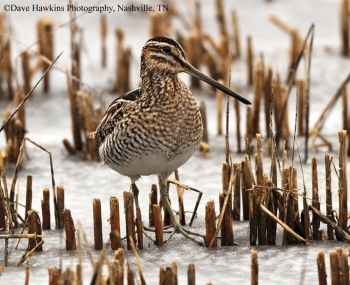 Wilson's Snipe in shallow water. Photo Credit: Dave Hawkins.