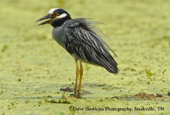 Yellow-crowned Night-Heron, Nyctanassa violacea, Photo Credit: Dave Hawkins