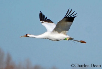 Whooping Crane in flight. Photo Credit Charles Dean.