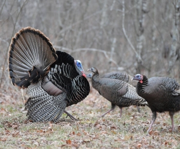 Wild turkeys in a field. Photo Credit Walt Riches