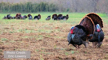 Photo Credit: FWC