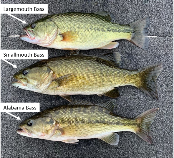 Alabama Bass Identification Alabama Bass Identification