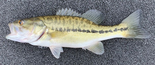 Alabama Bass