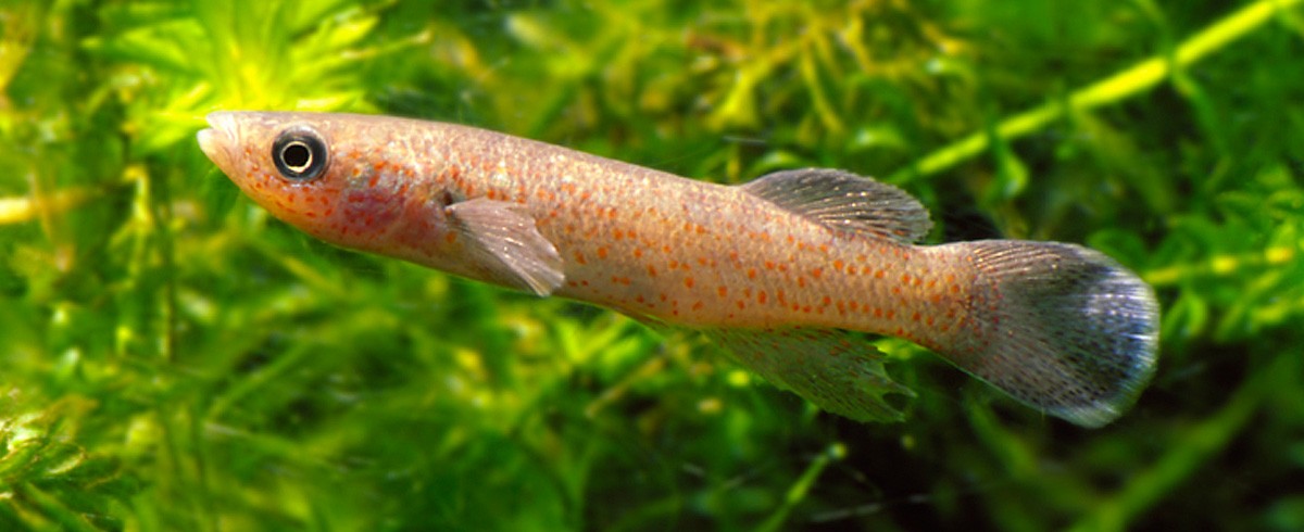 Barrens top Minnow Barrens top Minnow