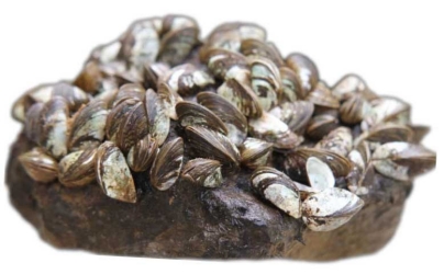 Zebra Mussel