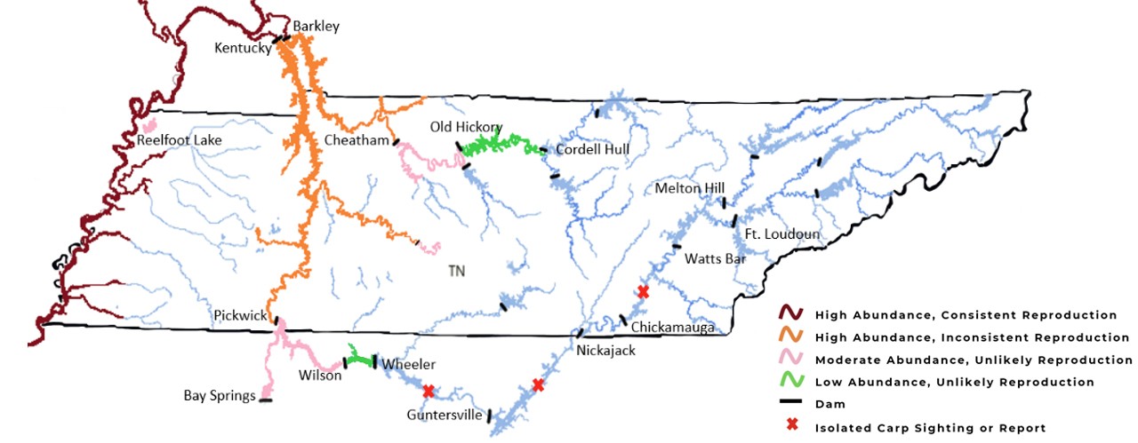 Asian Carp Distribution in Tennessee