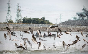 Asian Carp