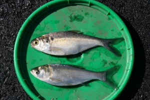 Carp VS Shad