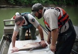 TWRA Researchers monitoring Carp on Duck River