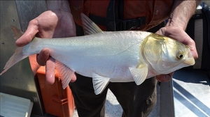 Invasive Carp