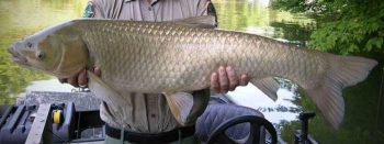 Grass Carp