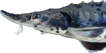 Juvenile Sturgeon