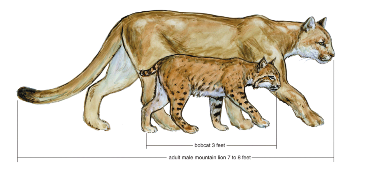 Bobcat Size Comparison