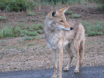 Coyote on road. See page text for description of coyotes. Click for larger view.