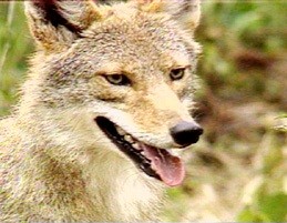 Coyote