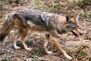 Coyote